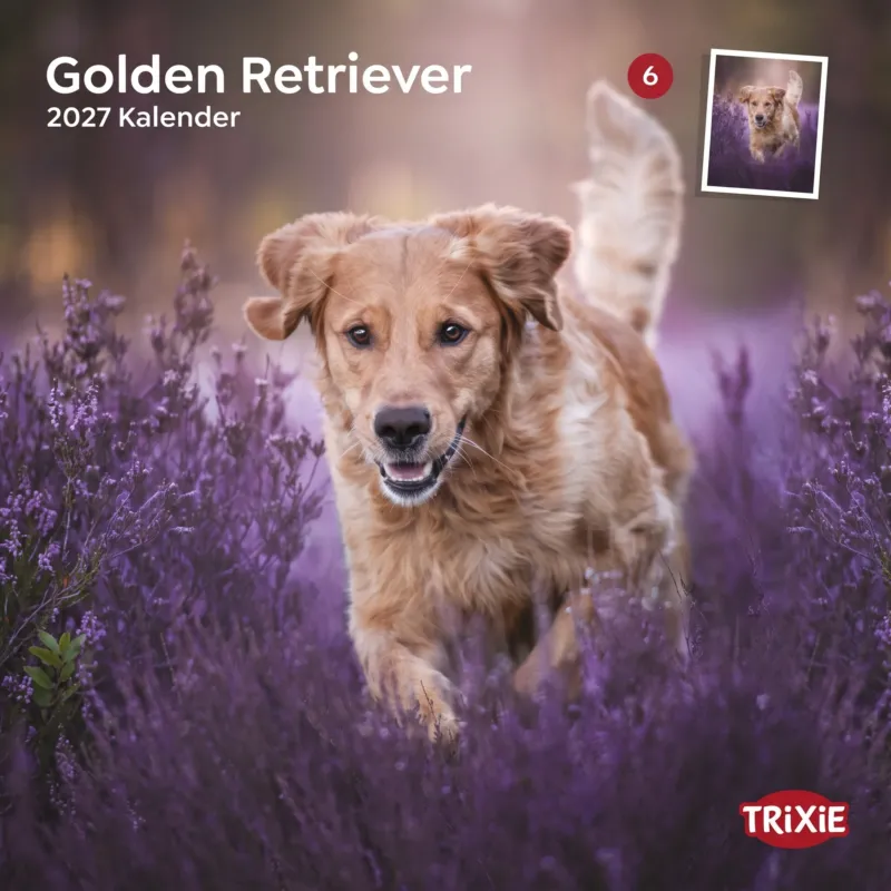 TRIXIE 2027 Kalender Golden Retriever