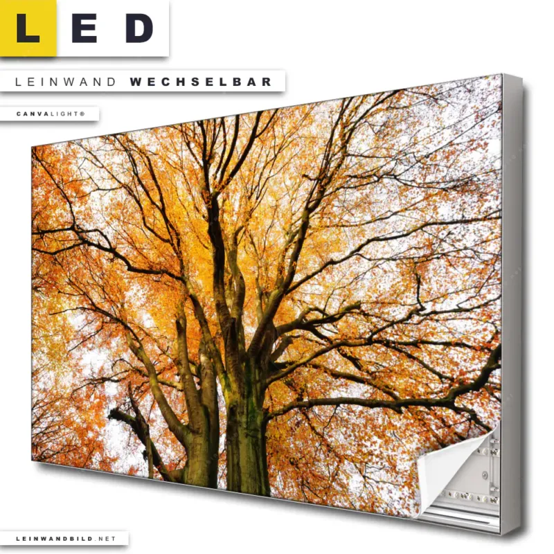 Led Leinwandbild Alte Buche Querformat Produktvorschau