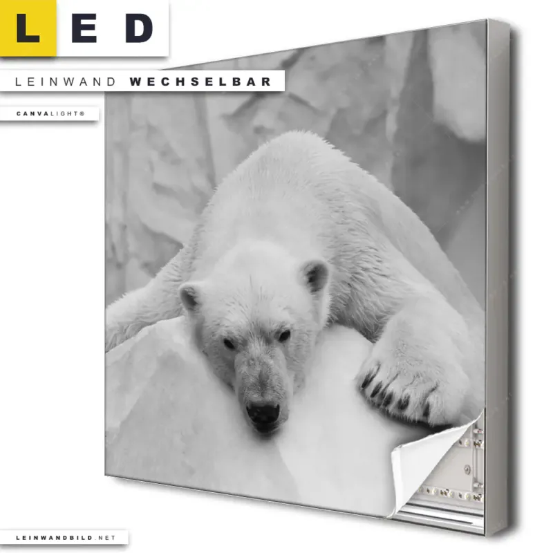 Led Leinwandbild Der Eisbaer Quadrat Produktvorschau