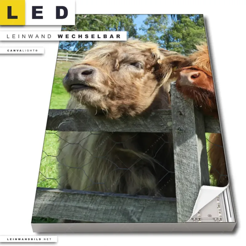 Led Leinwandbild Drei Schottische Rinder Hochformat Produktvorschau