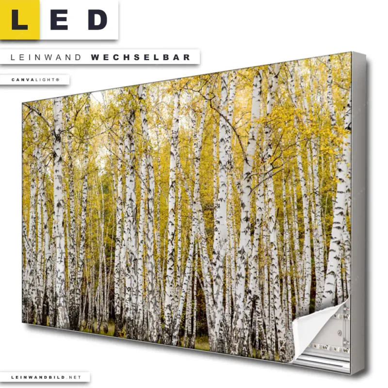 Led Leinwandbild Gelber Birkenwald Querformat Produktvorschau