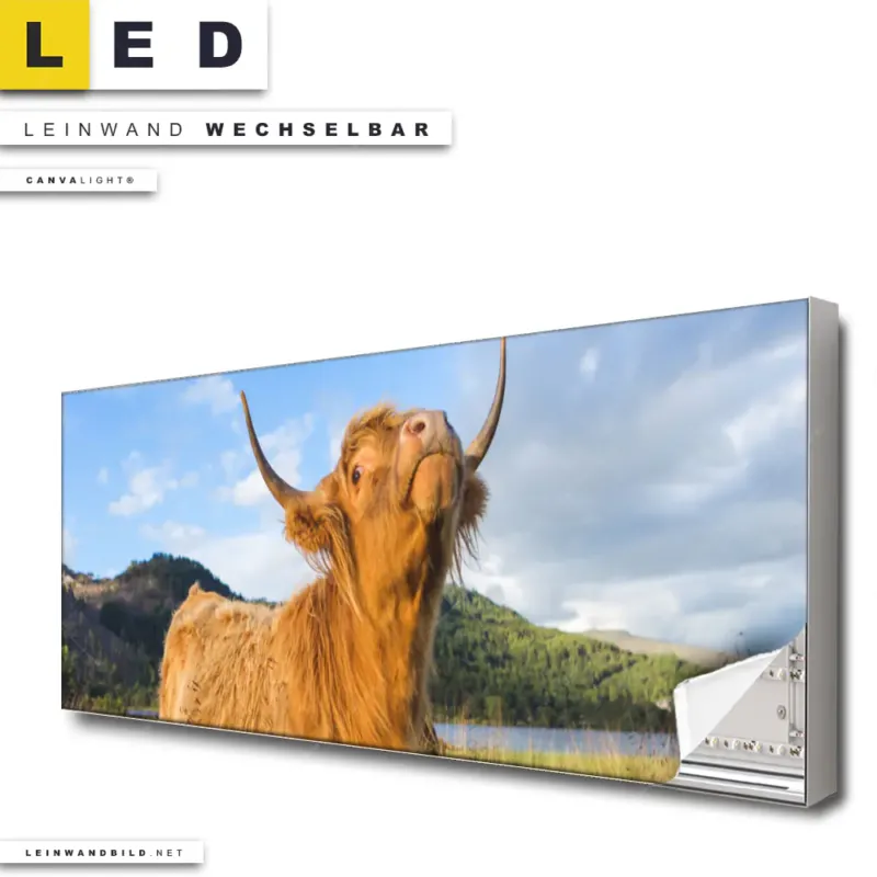 Led Leinwandbild Hochland Bulle Panorama Produktvorschau