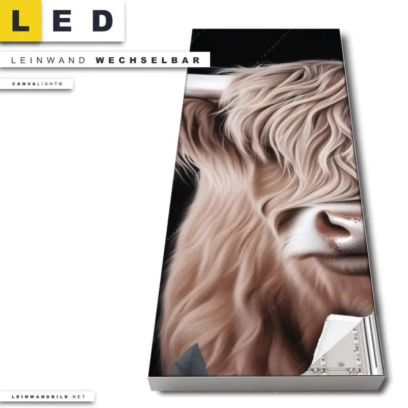 Led Leinwandbild Hochlandrind Wilde Schoenheit Schmal Produktvorschau