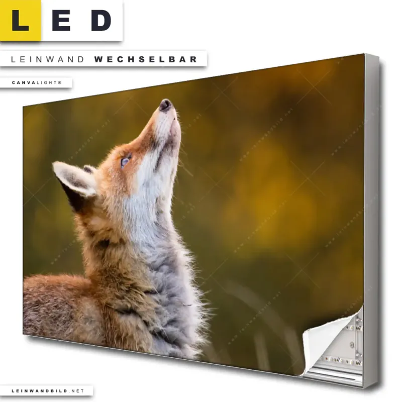 Led Leinwandbild Junger Fuchs Querformat Produktvorschau