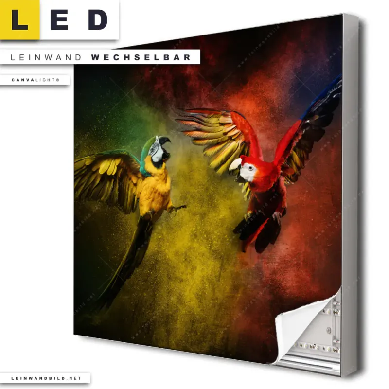 Led Leinwandbild Kampf Der Papageien Quadrat Produktvorschau