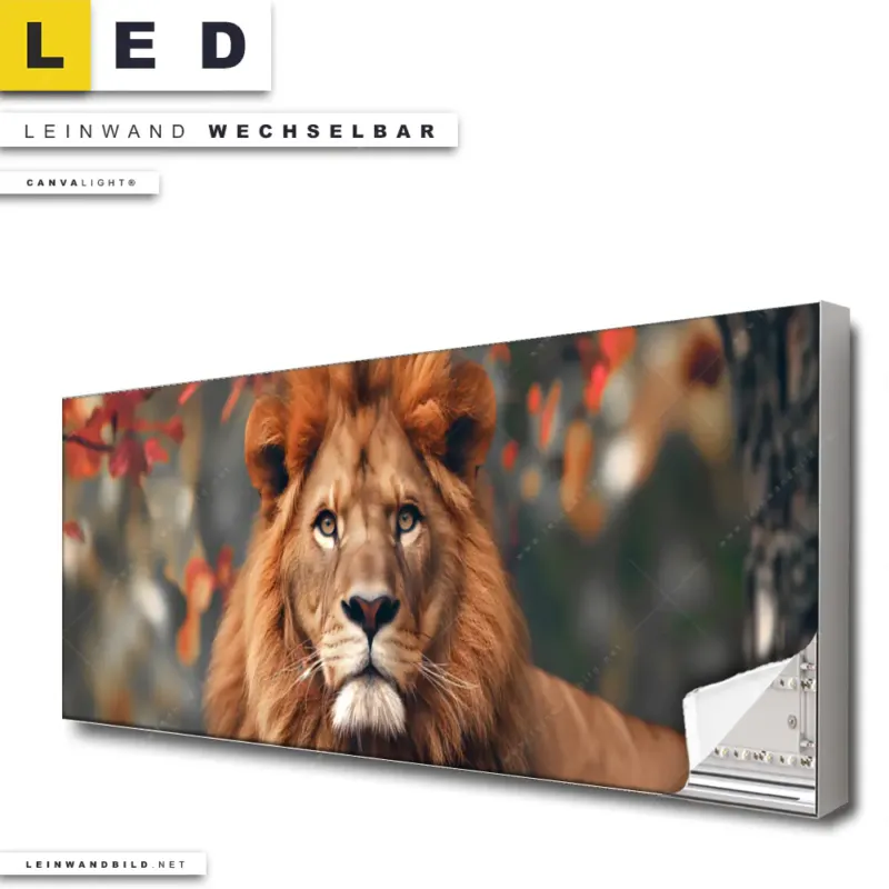 Led Leinwandbild Stolzer Blick Des Loewen Panorama Produktvorschau