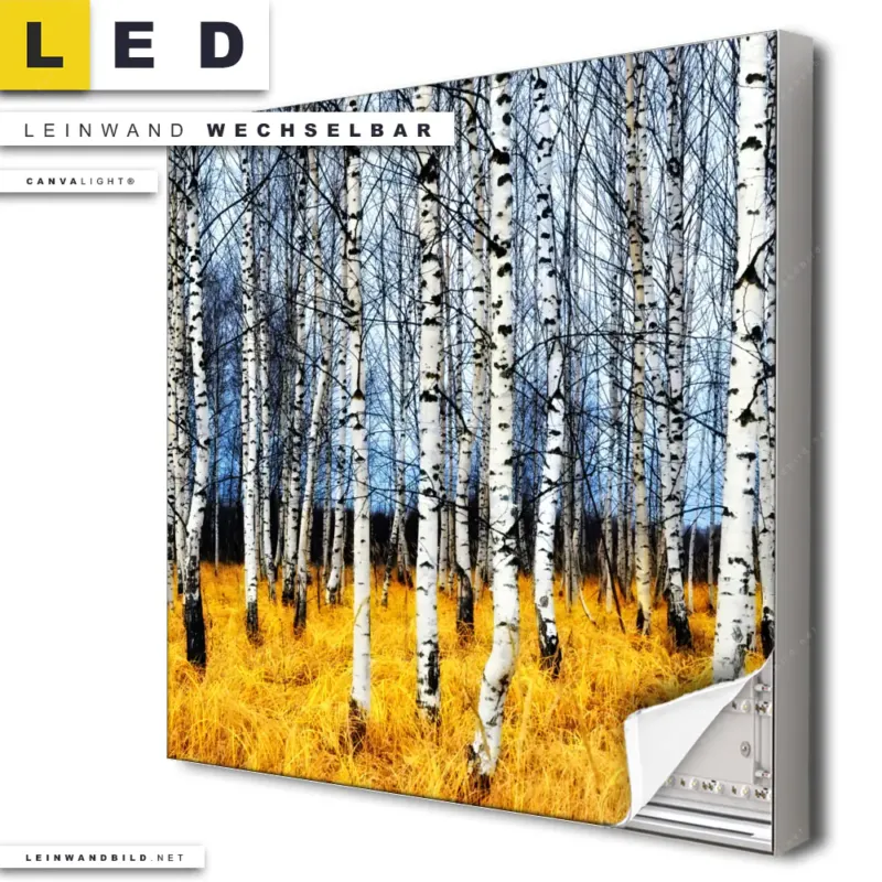 Led Leinwandbild Wald Mit Birkenbaeumen Quadrat Produktvorschau