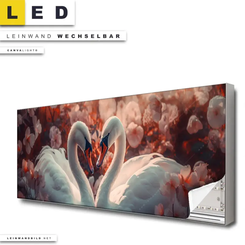 Led Leinwandbild Zwei Schwaene Im Wasser Panorama Produktvorschau