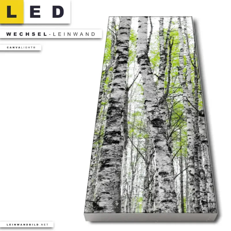 Led Wechsel Leinwand Birkenwald Schmal Produktvorschau