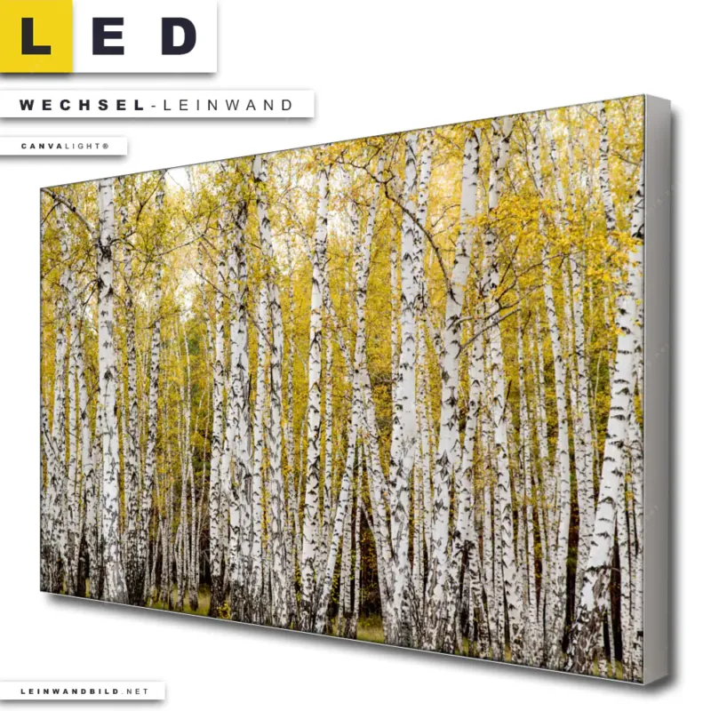 Led Wechsel Leinwand Gelber Birkenwald Querformat Produktvorschau
