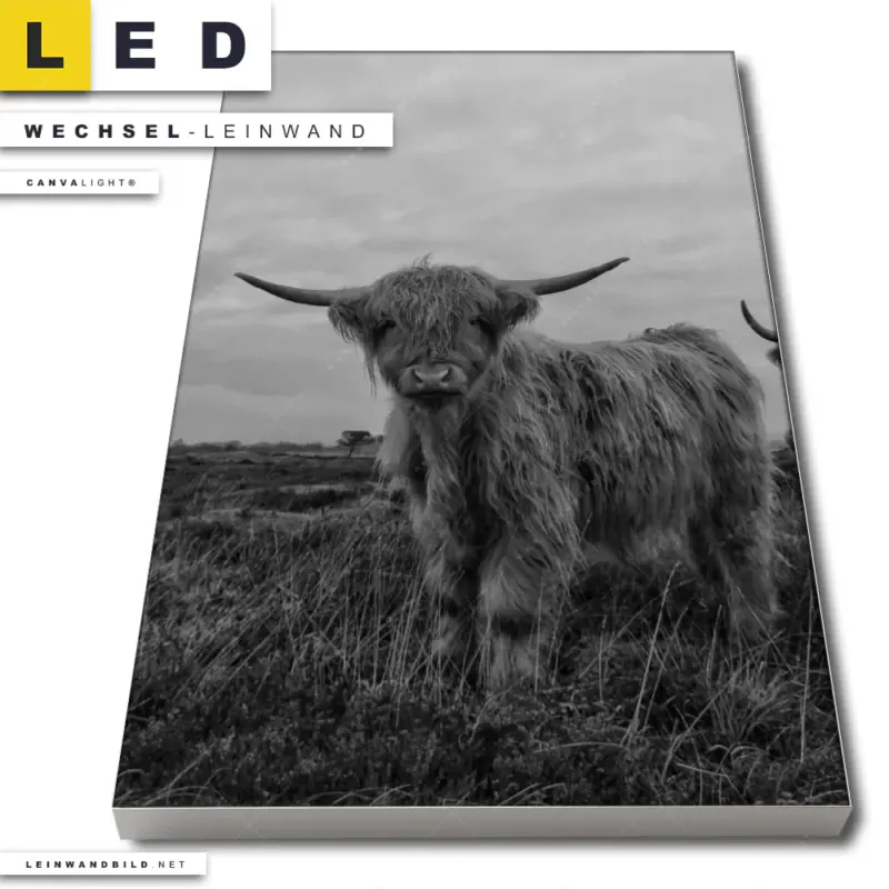 Led Wechsel Leinwand Hochland Rind Schwarz Weiss Hochformat Produktvorschau