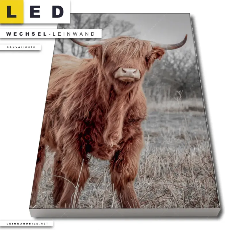 Led Wechsel Leinwand Hochlandrind No 1 Hochformat Produktvorschau