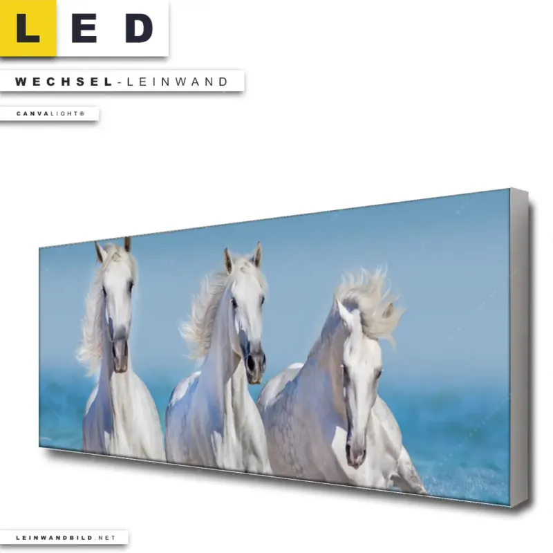 Led Wechsel Leinwand Pferdeherde Am Strand Panorama Produktvorschau