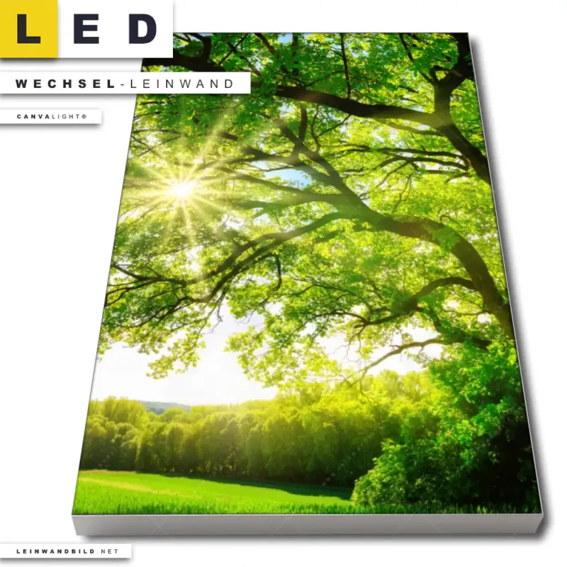 Led Wechsel Leinwand Sonnendurchfluteter Baum Hochformat Produktvorschau