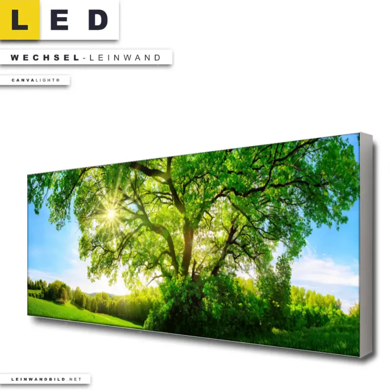Led Wechsel Leinwand Sonnendurchfluteter Baum Panorama Produktvorschau