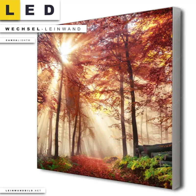 Led Wechsel Leinwand Sonnenlicht Im Nebligen Wald Quadrat Produktvorschau