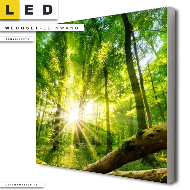 Led Wechsel Leinwand Sonnenstrahlen Im Dichten Wald Quadrat Produktvorschau