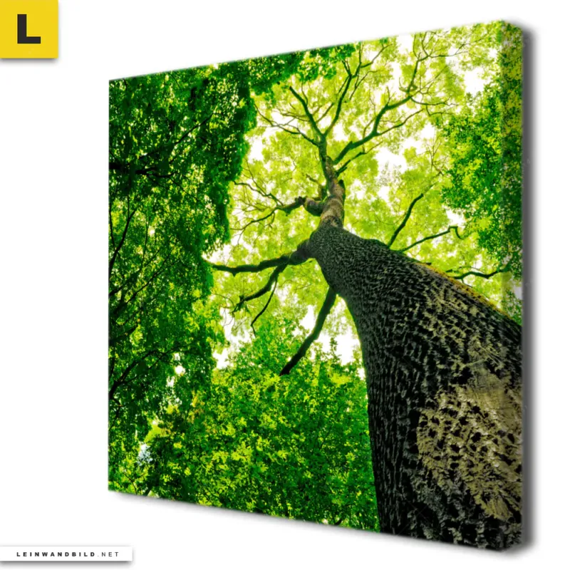 Leinwandbild Baum Im Wald Quadrat Produktvorschau
