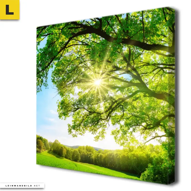 Leinwandbild Sonnendurchfluteter Baum Quadrat Produktvorschau